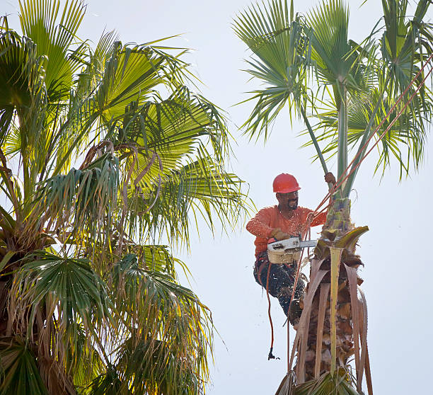 Emergency Storm Tree Removal in West Columbia, TX